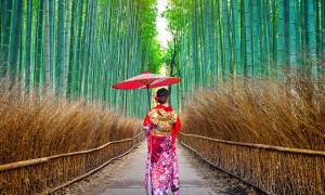 Japan Uncovered main image - Geisha in bamboo forest
