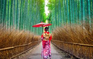 Japan Uncovered main image - Geisha in bamboo forest