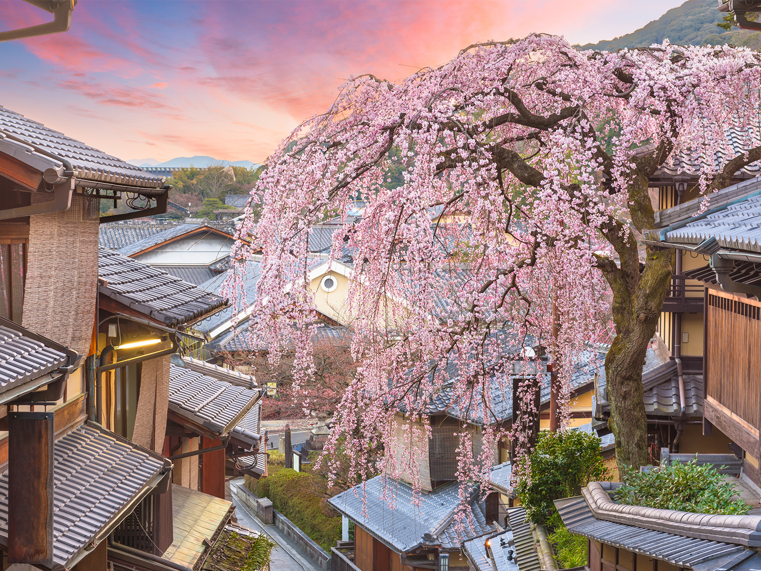 Cherry Blossoms in japan