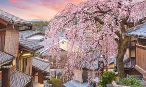 Japan in bloom main - cherry blossom kyoto