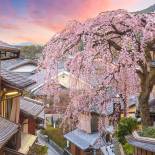 Spring cherry blossom in Kyoto | Japan