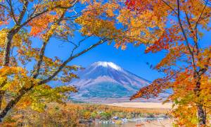 Japan shades of autumn main - fuji in fall or autumn