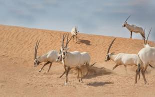 Jordan-Wildlife-and-Nature-Itinerary-Main-Group-Tour-Jordan copy