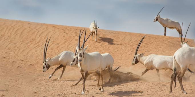 Wild oryx | Jordan