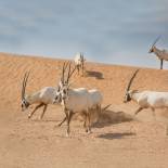 Wild oryx | Jordan