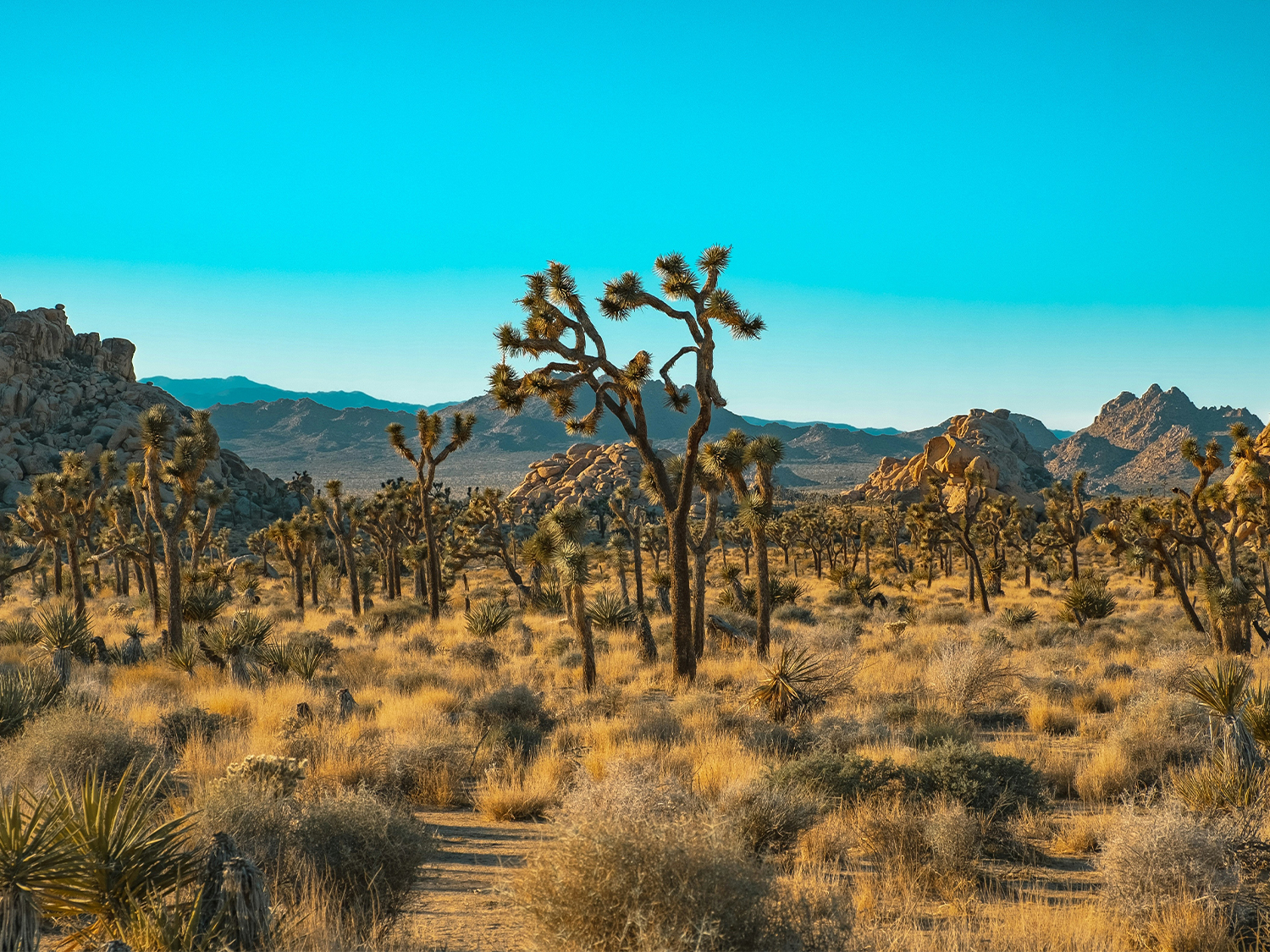 Day 2 - Joshua Tree National Park