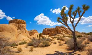 Joshua Tree National Park 2 - USA
