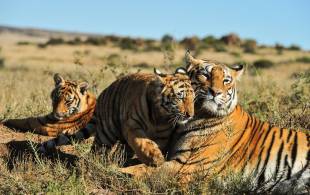 Jungle-Book-For-Teens -Itinerary-Main-Group-Tour-India