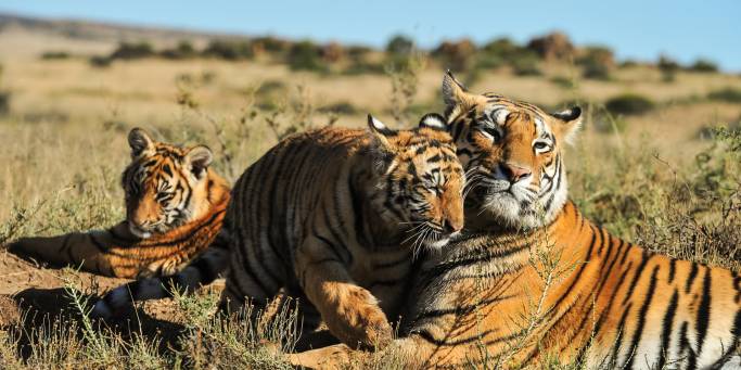 Mother tiger and cubs | India