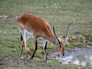 Kafue Lechwe antelope - zambia