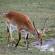 Kafue Lechwe antelope - zambia
