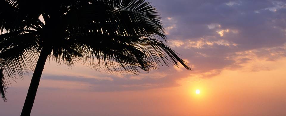 Sunset and a palm tree in Kalutara