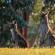 Kangaroos in Grampians National Park - Australia