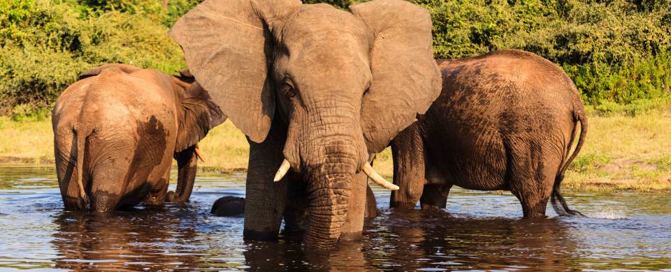 Elephants standing and drinking in a watering hole in Kasane