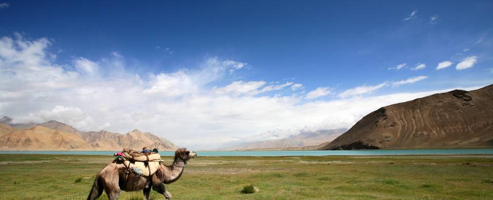 Camel with grassy plains and mountains in the background
