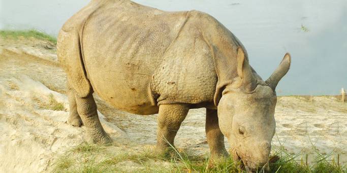 Grazing rhino | Kaziranga National Park | India
