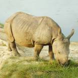 Grazing rhino | Kaziranga National Park | India
