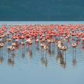 Rhino standing in front of a flock of flamingos at a water hole at Lake Nakuru