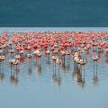 Rhino standing in front of a flock of flamingos at a water hole at Lake Nakuru