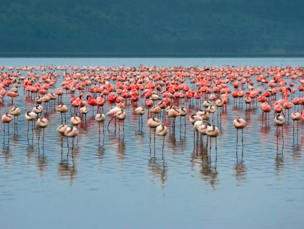 Rhino standing in front of a flock of flamingos at a water hole at Lake Nakuru