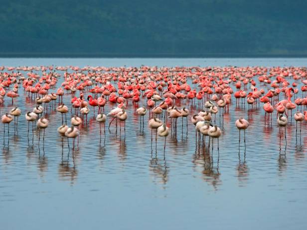 Rhino standing in front of a flock of flamingos at a water hole at Lake Nakuru