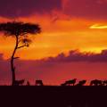 Masai Mara tribespeople standing in a row wearing colourful clothes