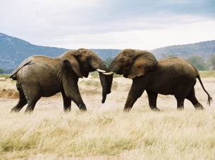Kenya-Lodge-Safari-Itinerary-2-Lodge-And-Hotel-Safaris-Africa