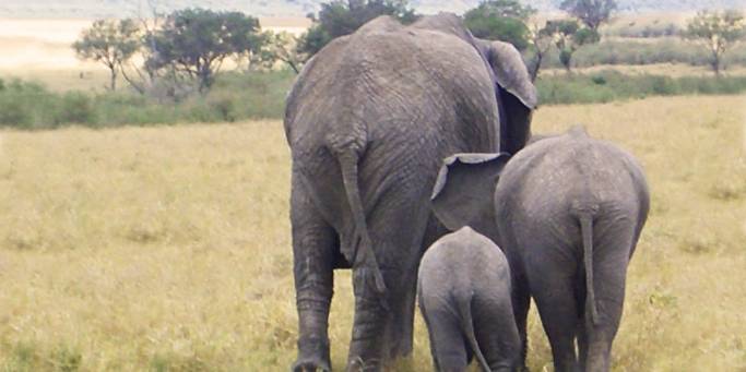 Elephants | Masai Mara | Kenya