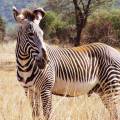 Hundreds of wildebeests on the savannah plains of Ngorongoro Crater