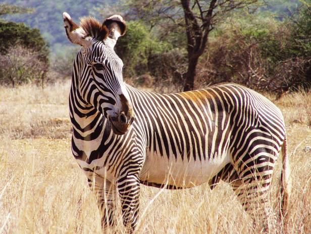 Hundreds of wildebeests on the savannah plains of Ngorongoro Crater