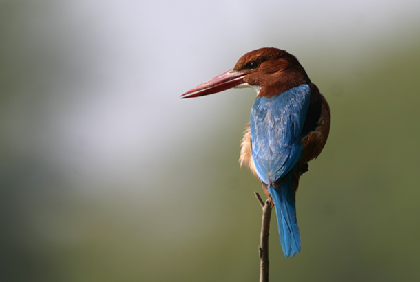 Day 21 - Optional Safari & Kumarakom