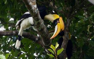 Khao yai national park - thailand