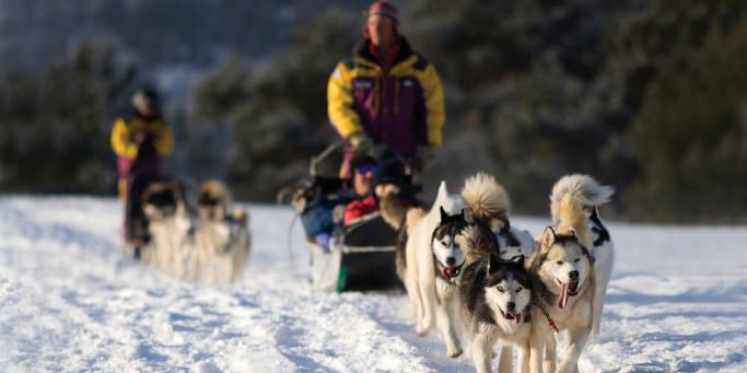 Khaski dog sledding in Yekaterinburg | Trans-siberian Railway | Russia