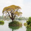 Water surrounded by lush vegetation on Khong Island