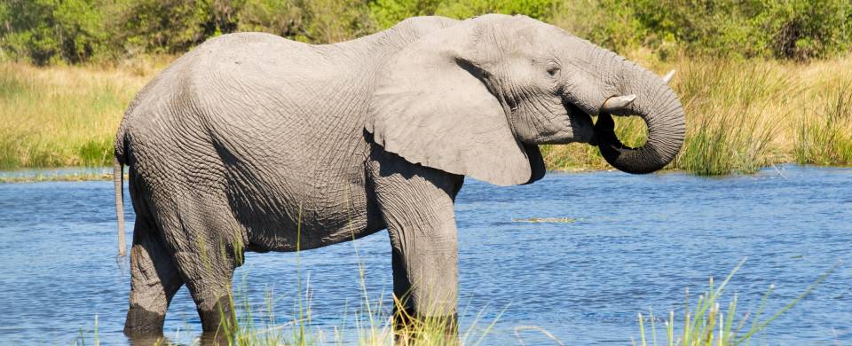 Elephant drinking in the water of the Khwai River