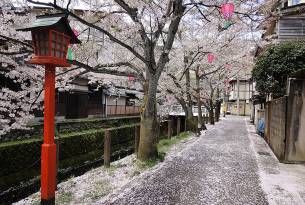 Kinosaki Onsen - Cherry blossoms in Japan - On The Go Tours
