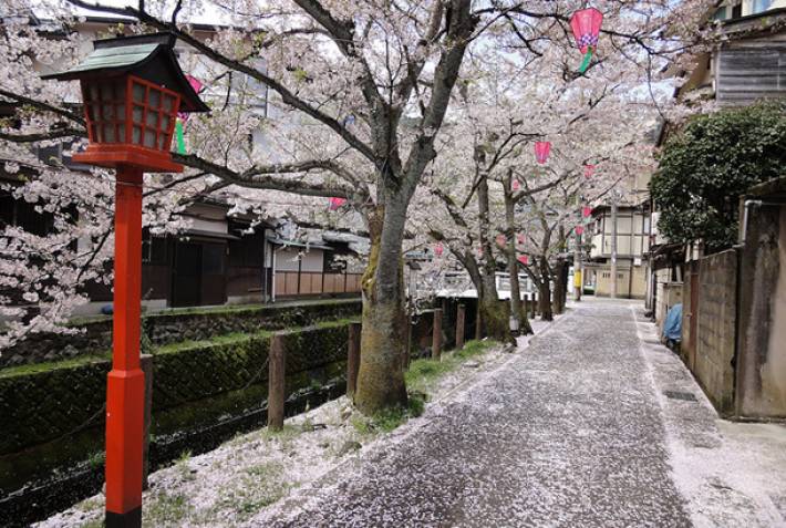 Kinosaki Onsen - Cherry blossoms in Japan - On The Go Tours