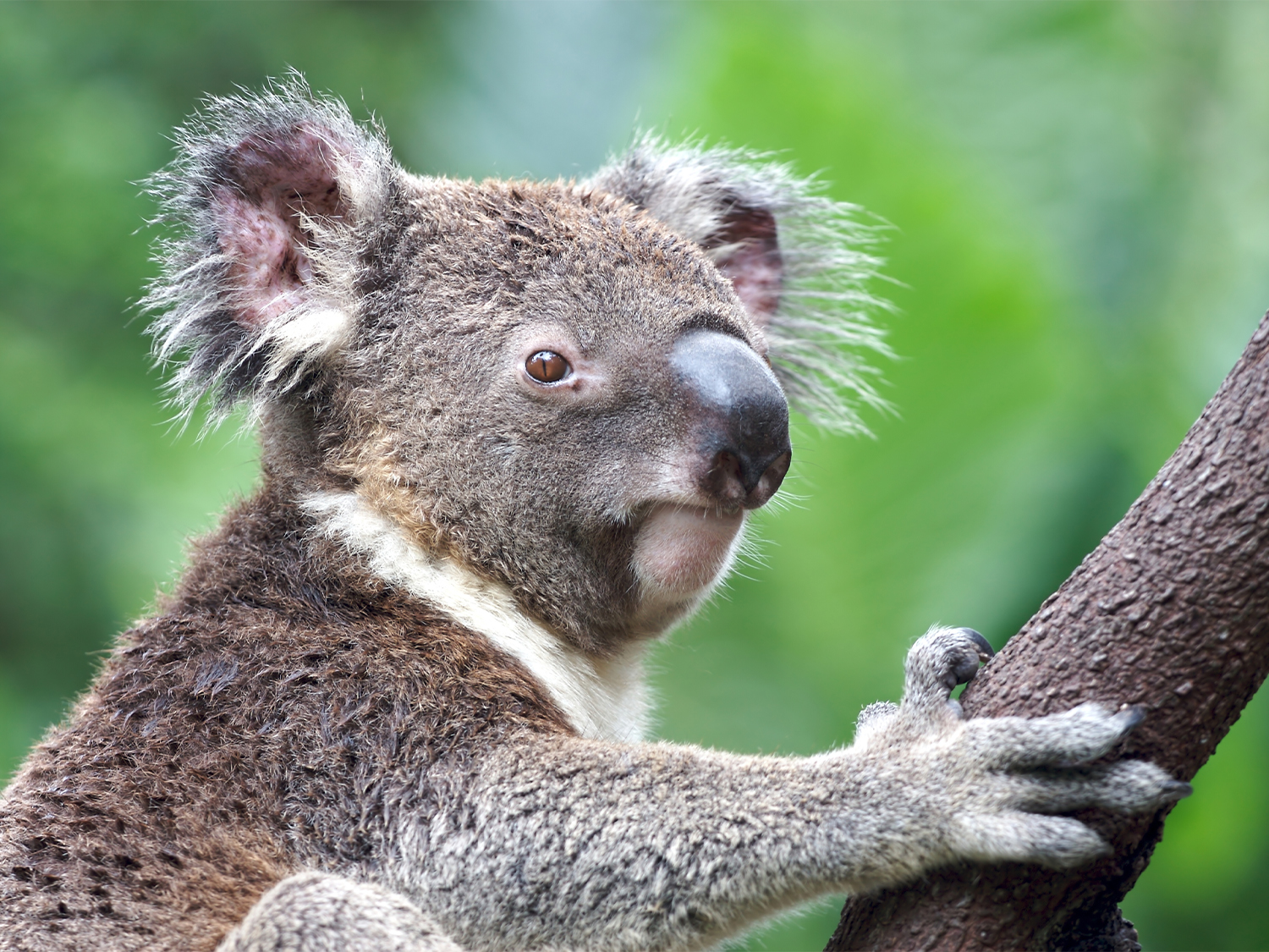 A Koala
