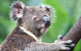 Koala - Australia