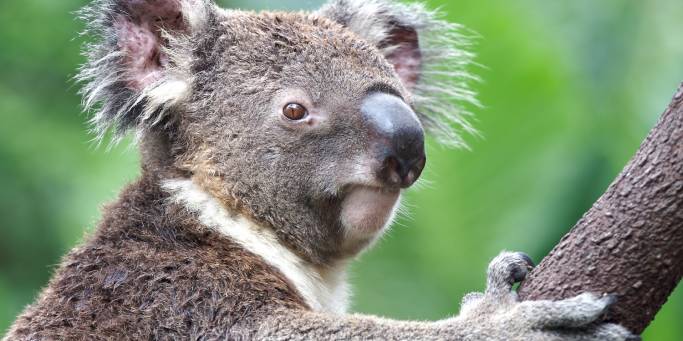Koala | Australia