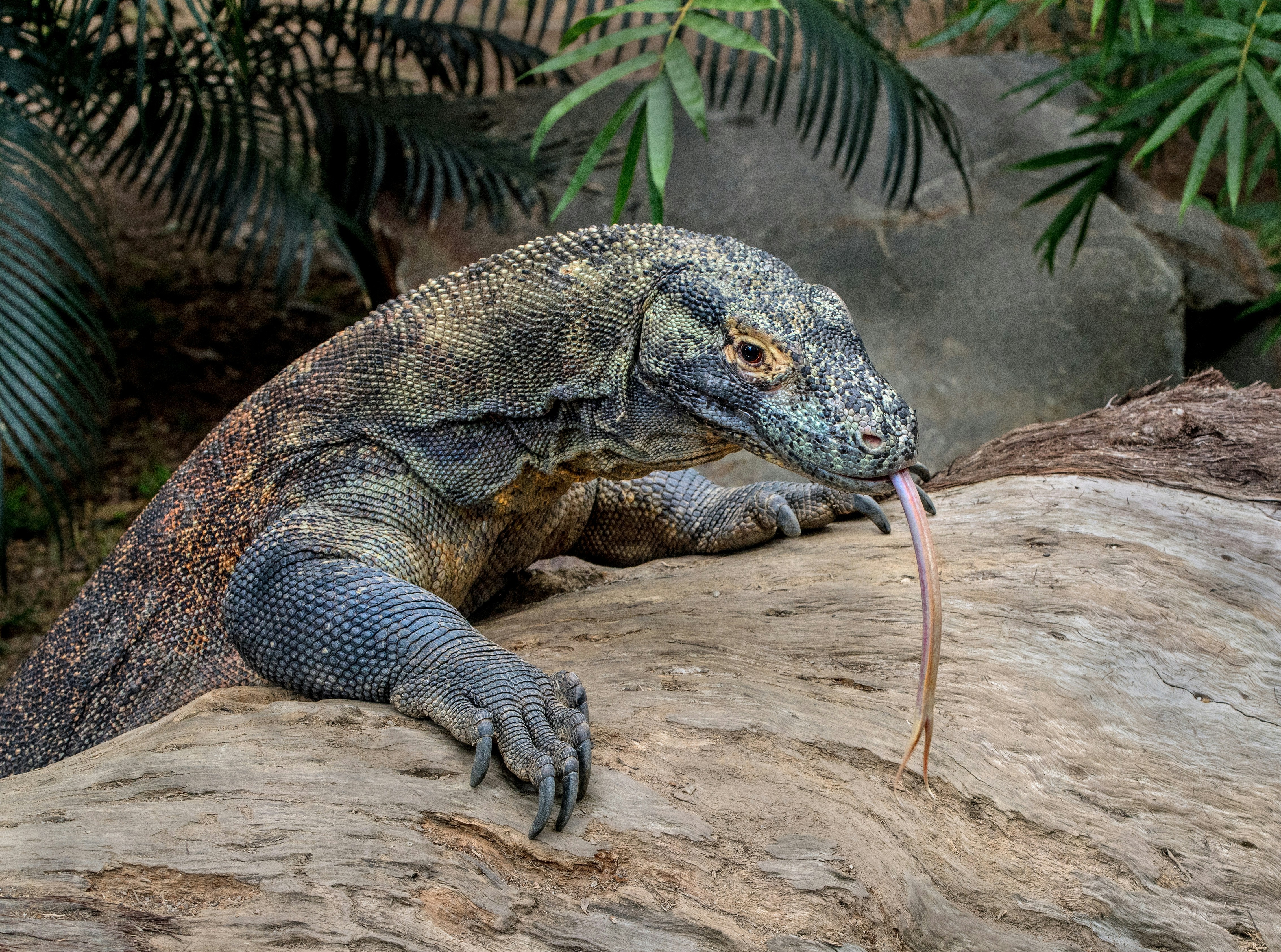 Komodo Dragon