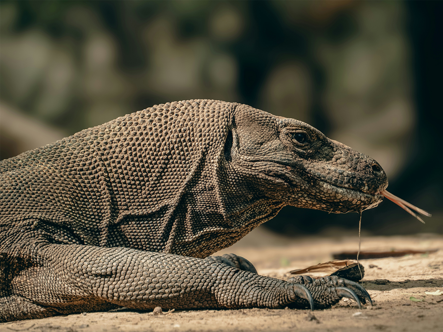 Highlights of Flores & Komodo - 5 days
