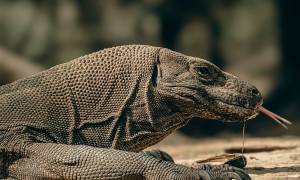 Komodo dragon - indonesia