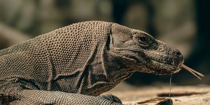 Komodo dragon - indonesia