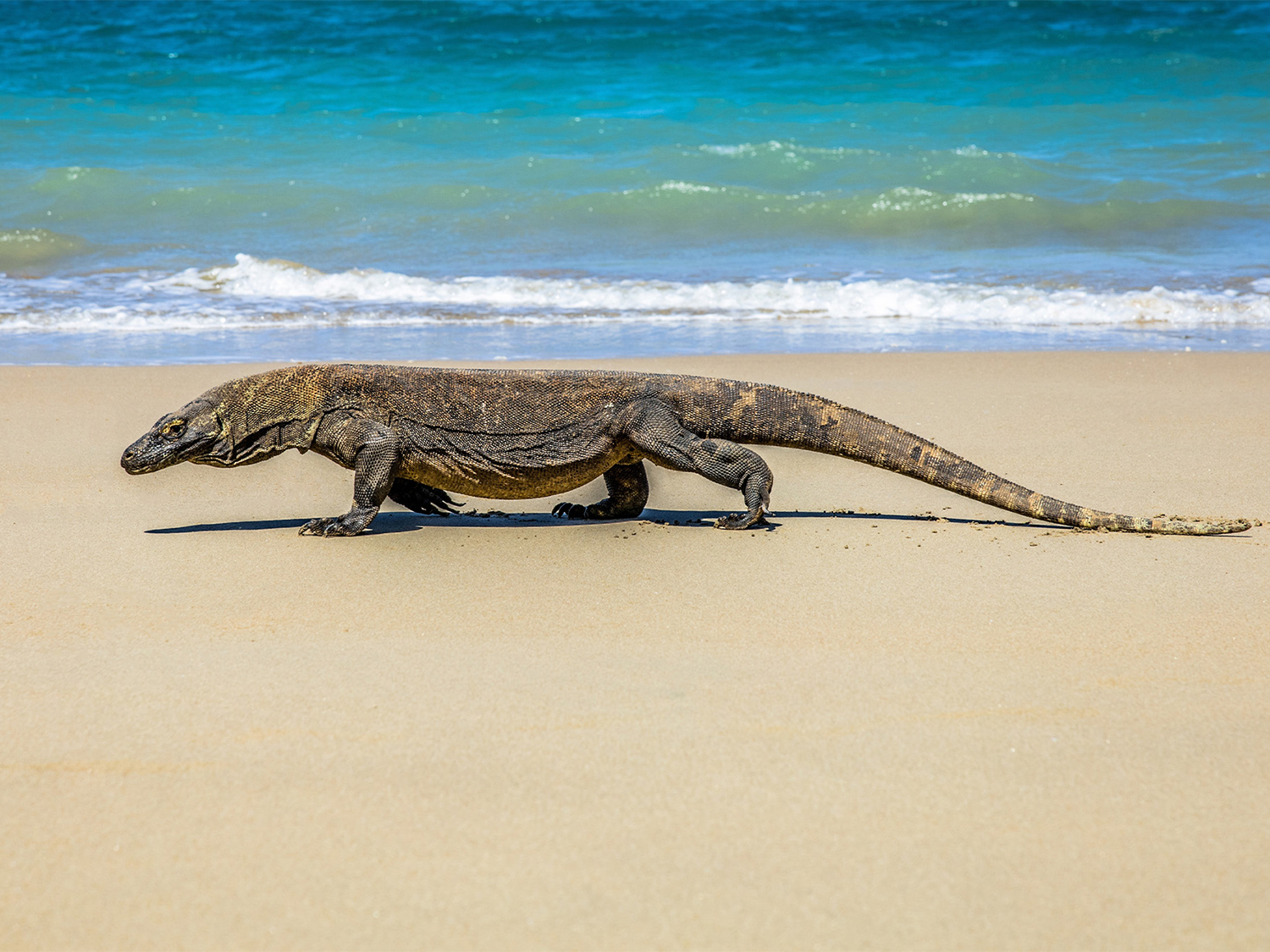 Bali, Lombok & Komodo  - 19 days