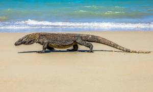 Komodo dragon
