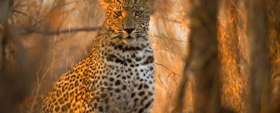 Leopard staring majestically at the camera in Kruger National Park