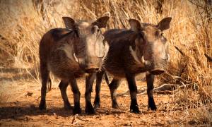 Kruger, Matobo and Falls Accommodated main image - warthogs