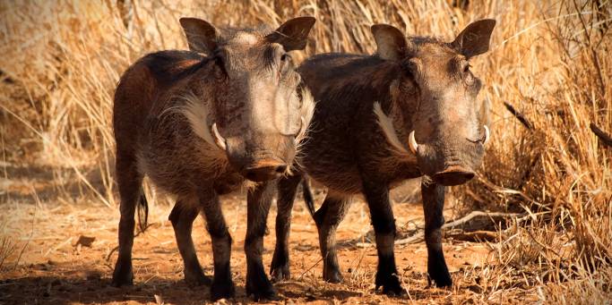 Warthogs | Africa