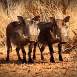 Warthogs | Africa